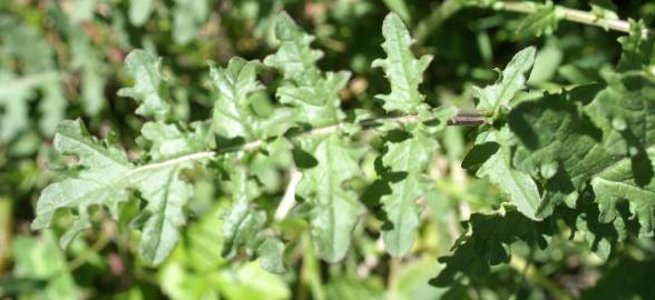 Fotografia da espécie Erucastrum nasturtiifolium subesp. nasturtiifolium