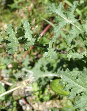 Fotografia 7 da espécie Erucastrum nasturtiifolium subesp. nasturtiifolium no Jardim Botânico UTAD