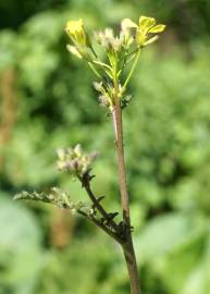 Fotografia da espécie Erucastrum nasturtiifolium subesp. nasturtiifolium