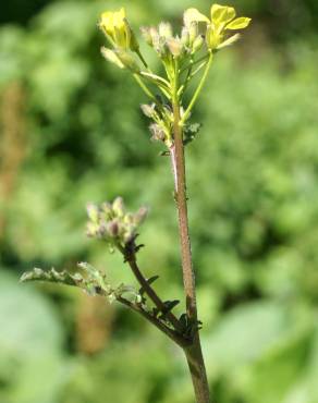 Fotografia 8 da espécie Erucastrum nasturtiifolium subesp. nasturtiifolium no Jardim Botânico UTAD