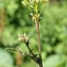 Fotografia 8 da espécie Erucastrum nasturtiifolium subesp. nasturtiifolium do Jardim Botânico UTAD