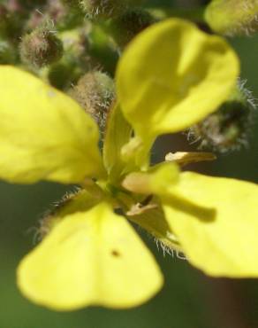 Fotografia 9 da espécie Erucastrum nasturtiifolium subesp. nasturtiifolium no Jardim Botânico UTAD