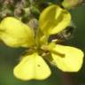 Fotografia 9 da espécie Erucastrum nasturtiifolium subesp. nasturtiifolium do Jardim Botânico UTAD