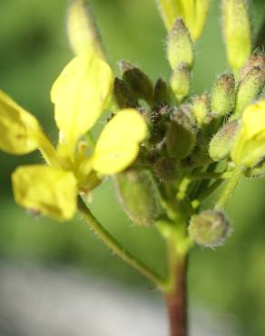 Fotografia 10 da espécie Erucastrum nasturtiifolium subesp. nasturtiifolium no Jardim Botânico UTAD