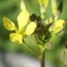 Fotografia 10 da espécie Erucastrum nasturtiifolium subesp. nasturtiifolium do Jardim Botânico UTAD