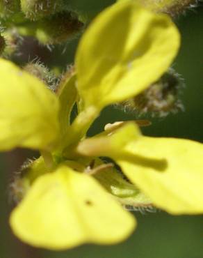 Fotografia 11 da espécie Erucastrum nasturtiifolium subesp. nasturtiifolium no Jardim Botânico UTAD