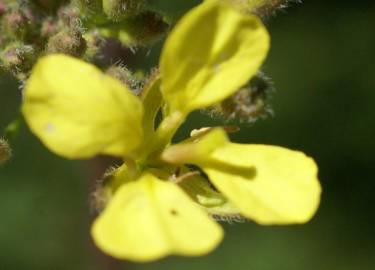 Fotografia da espécie Erucastrum nasturtiifolium subesp. nasturtiifolium