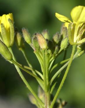 Fotografia 12 da espécie Erucastrum nasturtiifolium subesp. nasturtiifolium no Jardim Botânico UTAD