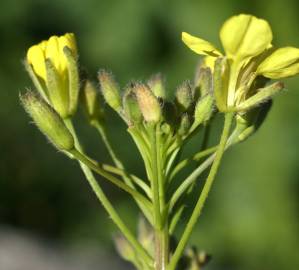 Fotografia da espécie Erucastrum nasturtiifolium subesp. nasturtiifolium