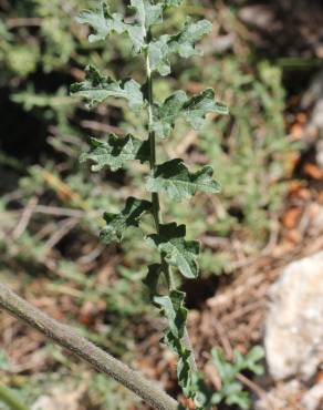 Fotografia 13 da espécie Erucastrum nasturtiifolium subesp. nasturtiifolium no Jardim Botânico UTAD