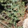 Fotografia 13 da espécie Erucastrum nasturtiifolium subesp. nasturtiifolium do Jardim Botânico UTAD