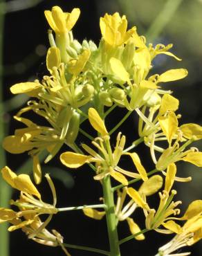 Fotografia 14 da espécie Erucastrum nasturtiifolium subesp. nasturtiifolium no Jardim Botânico UTAD