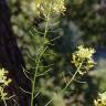 Fotografia 15 da espécie Erucastrum nasturtiifolium subesp. nasturtiifolium do Jardim Botânico UTAD