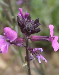 Erysimum lagascae