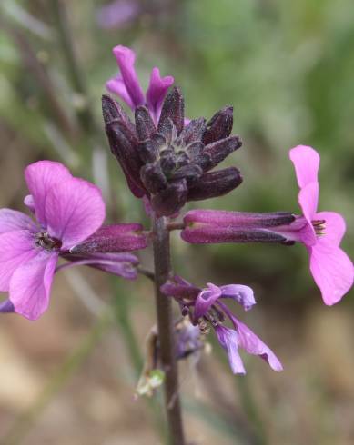 Fotografia de capa Erysimum lagascae - do Jardim Botânico