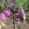 Fotografia 1 da espécie Erysimum lagascae do Jardim Botânico UTAD