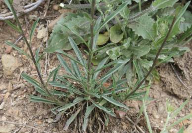 Fotografia da espécie Erysimum lagascae