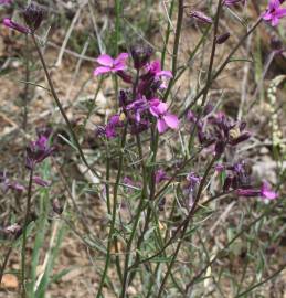 Fotografia da espécie Erysimum lagascae