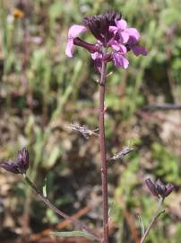 Fotografia da espécie Erysimum lagascae