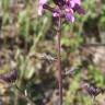 Fotografia 9 da espécie Erysimum lagascae do Jardim Botânico UTAD