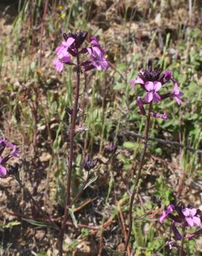 Fotografia 10 da espécie Erysimum lagascae no Jardim Botânico UTAD