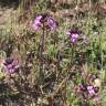 Fotografia 10 da espécie Erysimum lagascae do Jardim Botânico UTAD