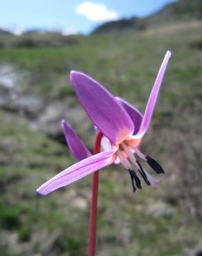 Fotografia 7 da espécie Erythronium dens-canis no Jardim Botânico UTAD