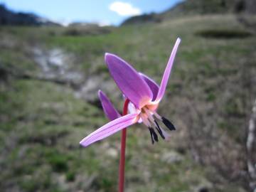 Fotografia da espécie Erythronium dens-canis