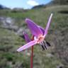 Fotografia 7 da espécie Erythronium dens-canis do Jardim Botânico UTAD