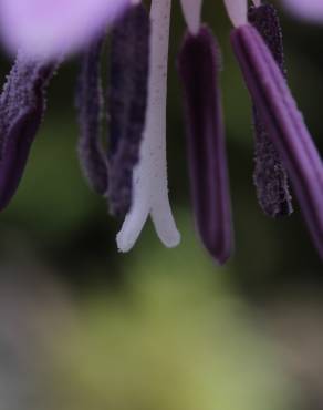 Fotografia 8 da espécie Erythronium dens-canis no Jardim Botânico UTAD