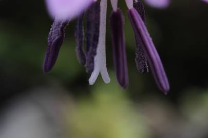 Fotografia da espécie Erythronium dens-canis