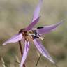 Fotografia 9 da espécie Erythronium dens-canis do Jardim Botânico UTAD