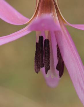 Fotografia 10 da espécie Erythronium dens-canis no Jardim Botânico UTAD