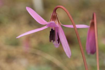 Fotografia da espécie Erythronium dens-canis