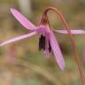 Fotografia 12 da espécie Erythronium dens-canis do Jardim Botânico UTAD