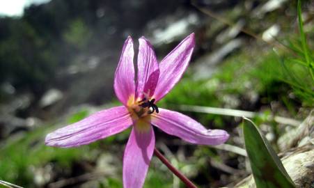 Fotografia da espécie Erythronium dens-canis