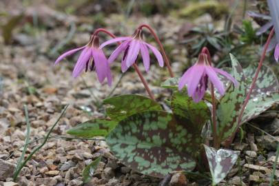 Fotografia da espécie Erythronium dens-canis