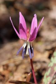 Fotografia da espécie Erythronium dens-canis