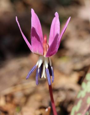 Fotografia 17 da espécie Erythronium dens-canis no Jardim Botânico UTAD