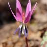 Fotografia 17 da espécie Erythronium dens-canis do Jardim Botânico UTAD