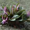 Fotografia 18 da espécie Erythronium dens-canis do Jardim Botânico UTAD