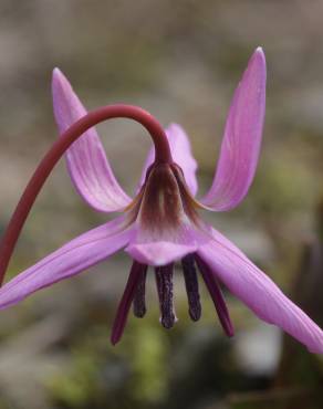 Fotografia 19 da espécie Erythronium dens-canis no Jardim Botânico UTAD