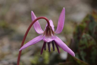 Fotografia da espécie Erythronium dens-canis