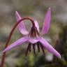 Fotografia 19 da espécie Erythronium dens-canis do Jardim Botânico UTAD