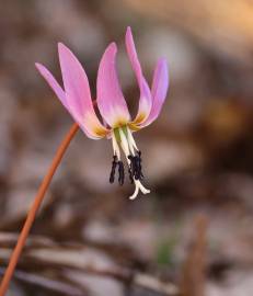 Fotografia da espécie Erythronium dens-canis