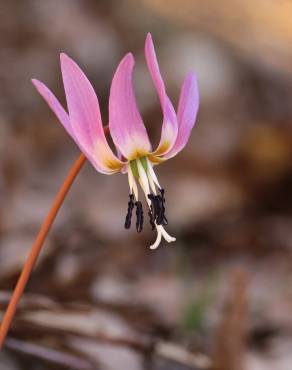 Fotografia 1 da espécie Erythronium dens-canis no Jardim Botânico UTAD