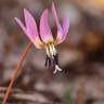 Fotografia 1 da espécie Erythronium dens-canis do Jardim Botânico UTAD