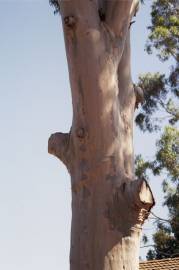 Fotografia da espécie Corymbia citriodora