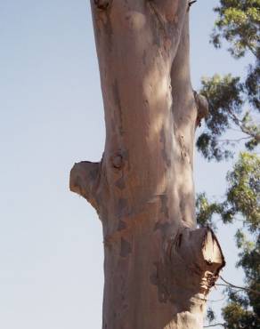 Fotografia 3 da espécie Corymbia citriodora no Jardim Botânico UTAD