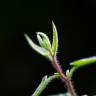 Fotografia 5 da espécie Corymbia citriodora do Jardim Botânico UTAD